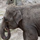 Asiatischer Elefant (Elephas maximus)