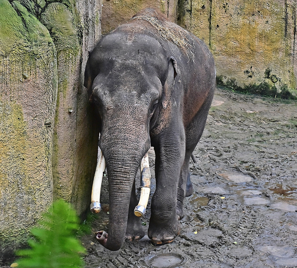 Asiatischer Elefant (Elephas maximus)