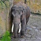 Asiatischer Elefant (Elephas maximus)