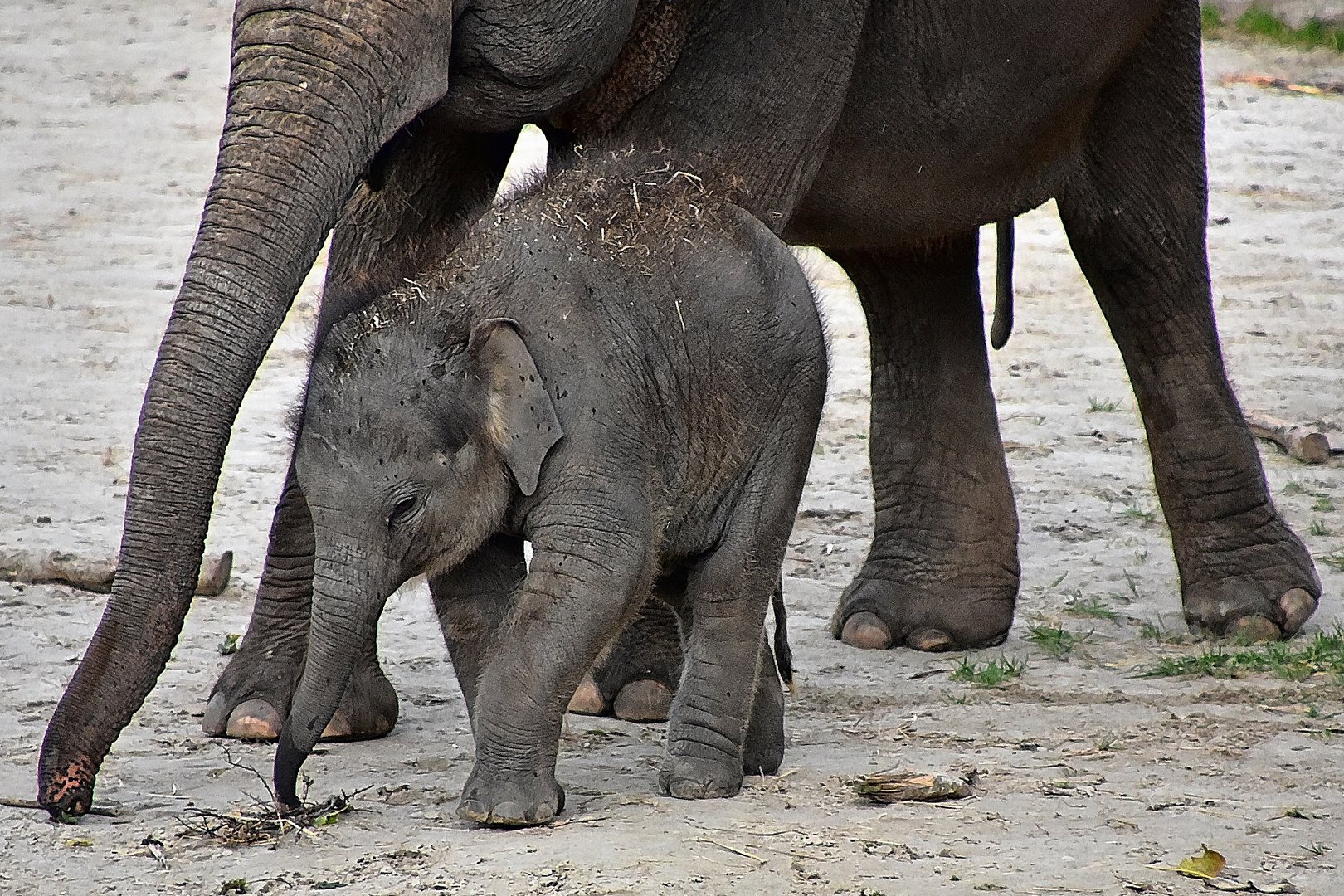 Asiatischer Elefant (Elephas maximus)