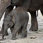 Asiatischer Elefant (Elephas maximus)