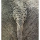 Asiatischer Elefant II