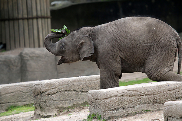 Asiatischer Elefant - Jungtier