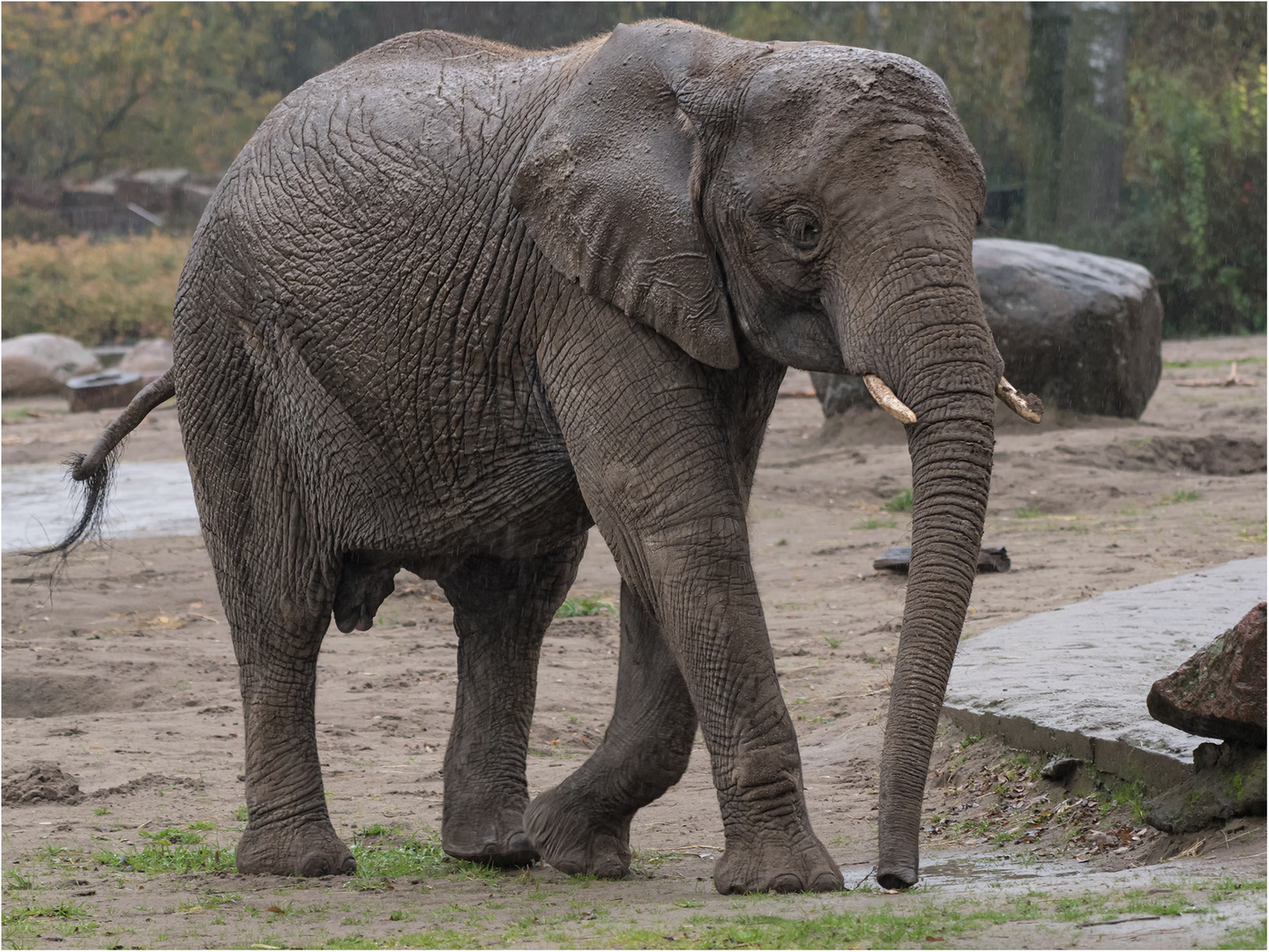 Asiatischer Elefant (lt. Auskunft vom Tierpark)