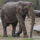 Asiatischer Elefant (lt. Auskunft vom Tierpark)