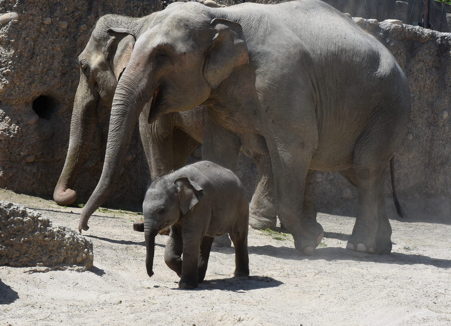 Asiatischer Elefant, Omysha, Geb. 17Juni2014