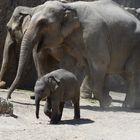 Asiatischer Elefant, Omysha, Geb. 17Juni2014