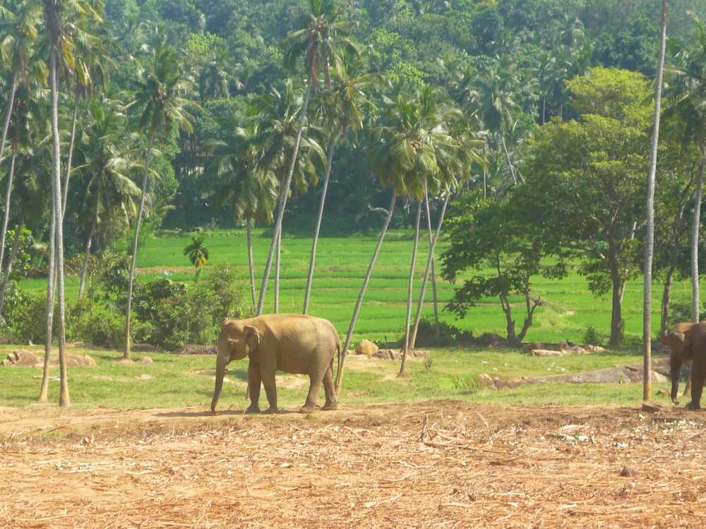 asiatischer Elefant Sri Lanka