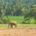 asiatischer Elefant Sri Lanka