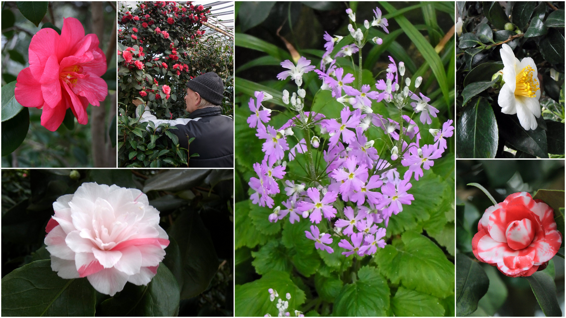 Asiatischer Frühling