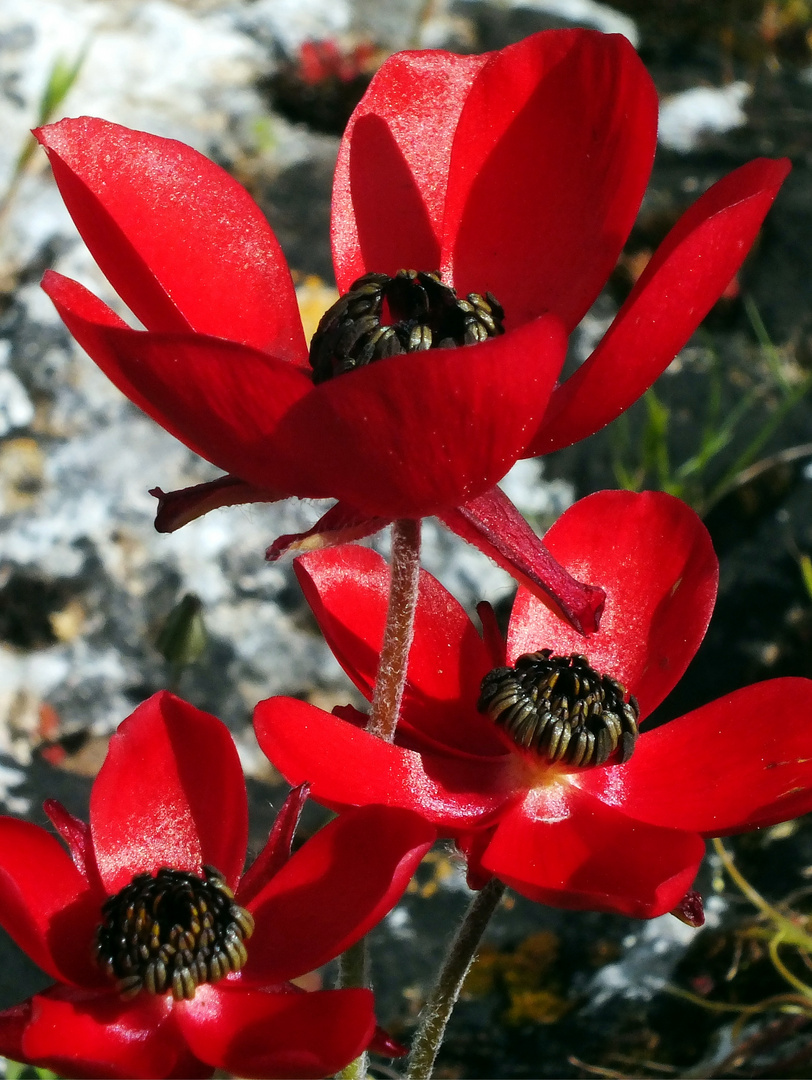 Asiatischer Hahnenfuß (Ranunculus asiaticus)