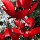 Asiatischer Hahnenfuß (Ranunculus asiaticus)