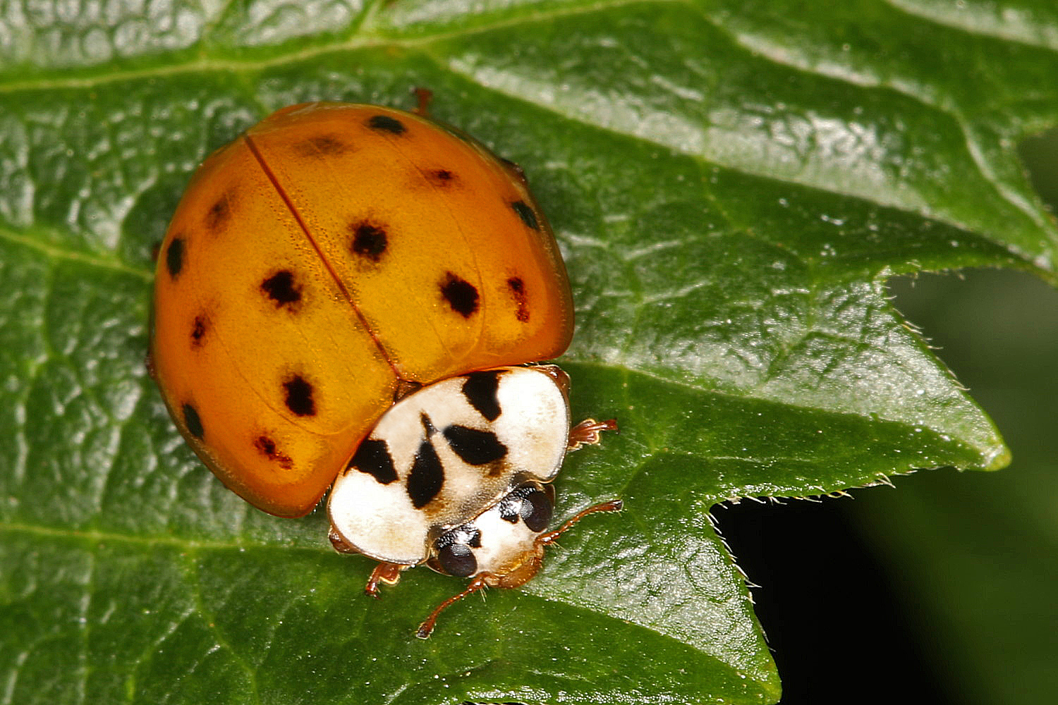 asiatischer Harlekin Marienkäfer