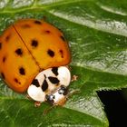 asiatischer Harlekin Marienkäfer