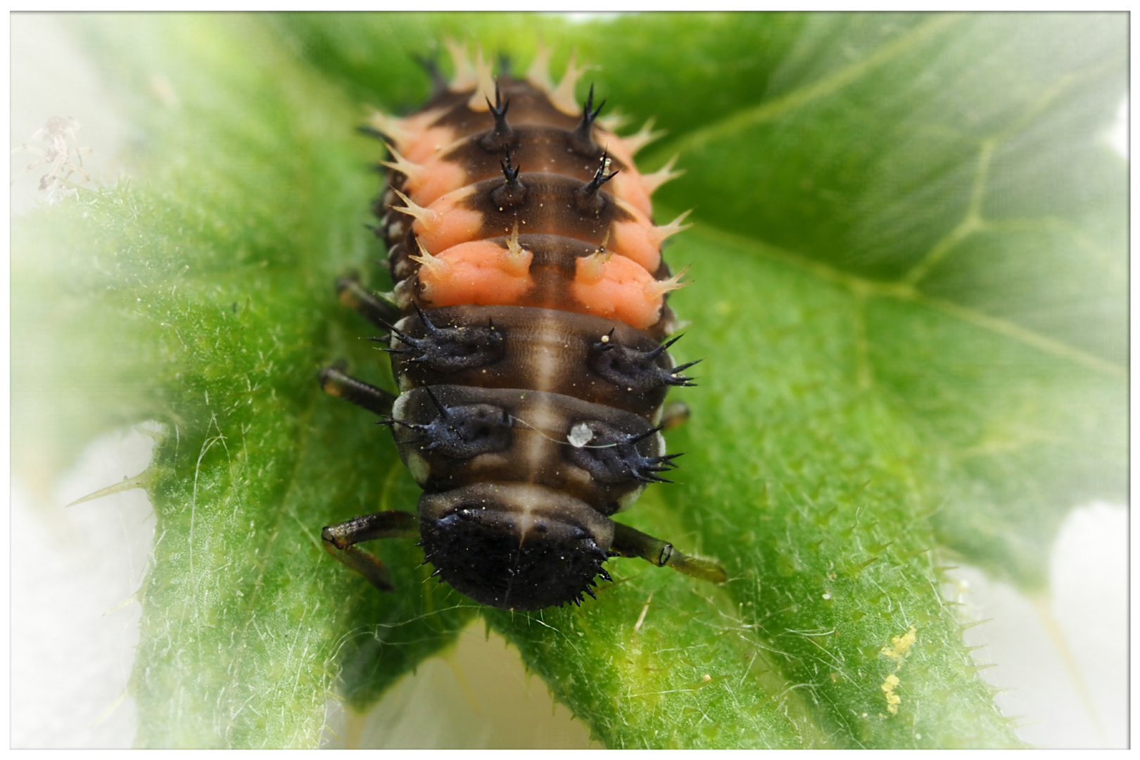  asiatischer Harlekin-Marienkäfer