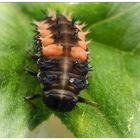  asiatischer Harlekin-Marienkäfer