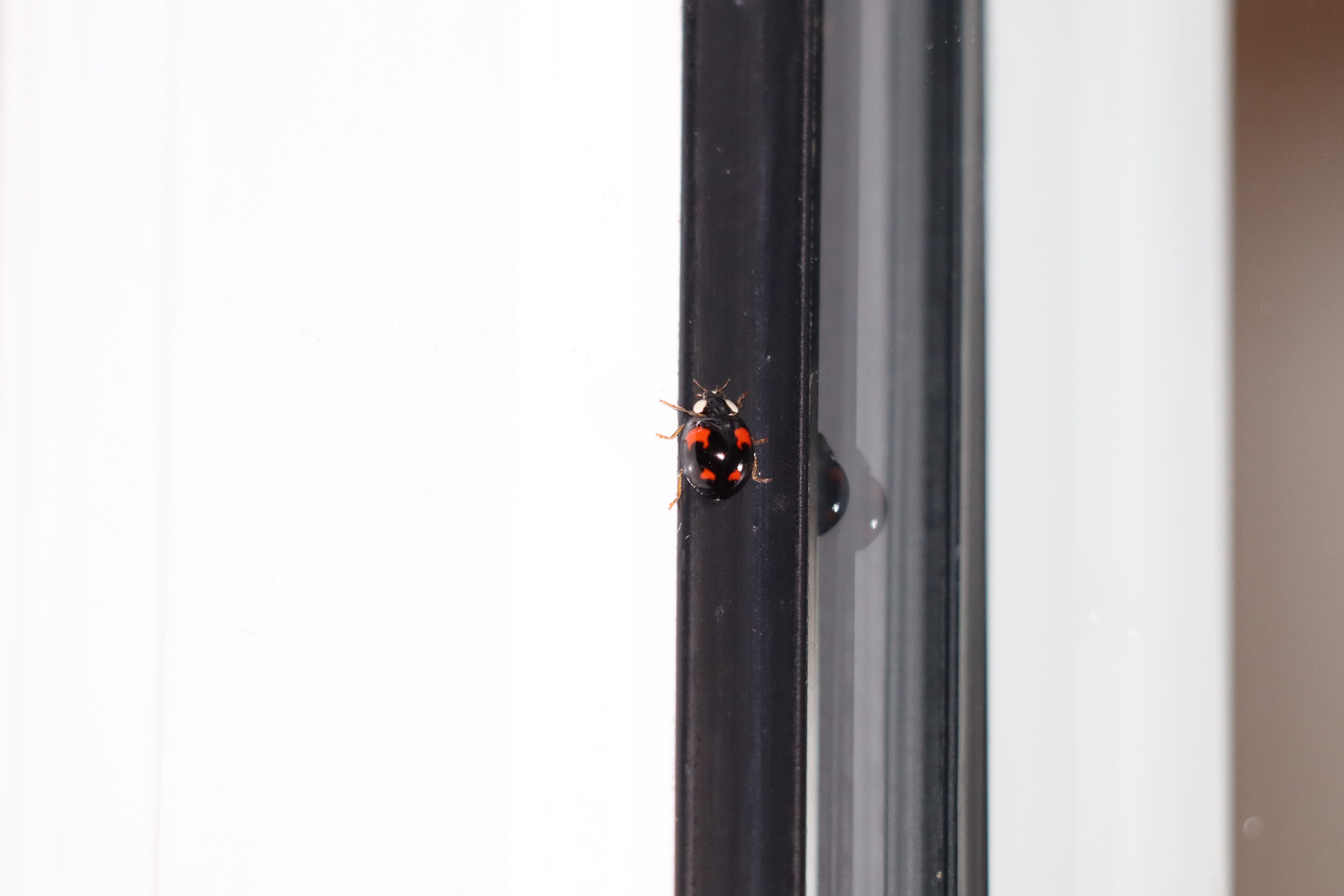 asiatischer Harlekin Marienkäfer