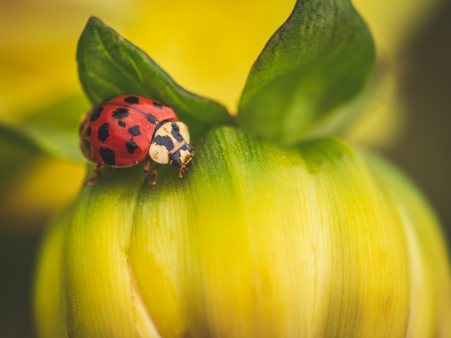 Asiatischer Harlekin-Marienkäfer