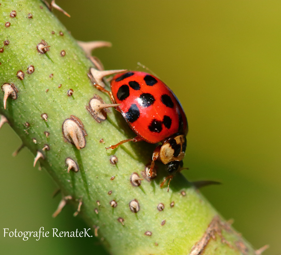 Asiatischer Harlekin-Marienkäfer - Harmonia axyridis