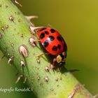 Asiatischer Harlekin-Marienkäfer - Harmonia axyridis