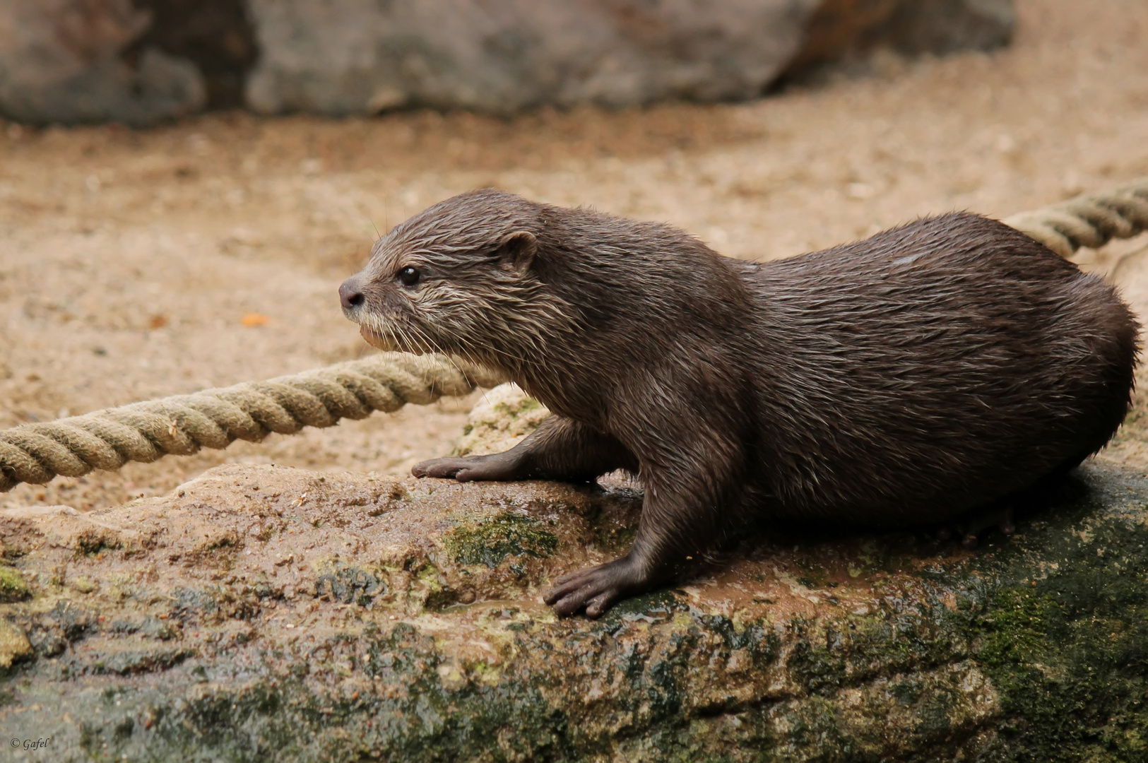 Asiatischer Kurzkrallenotter