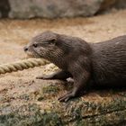 Asiatischer Kurzkrallenotter