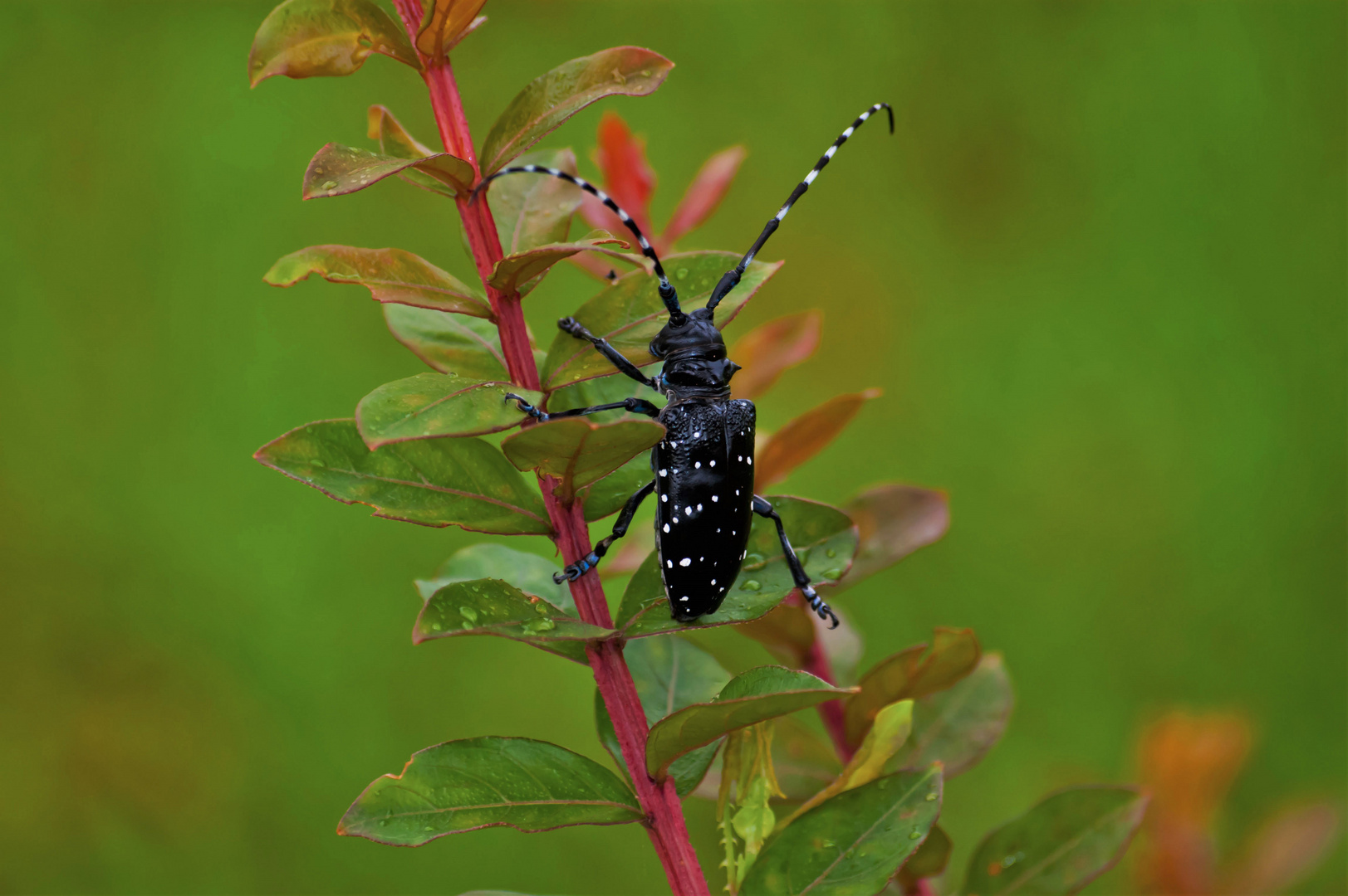 Asiatischer Laubholzbockkäfer, Anoplophora glabripennis