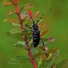 Asiatischer Laubholzbockkäfer, Anoplophora glabripennis