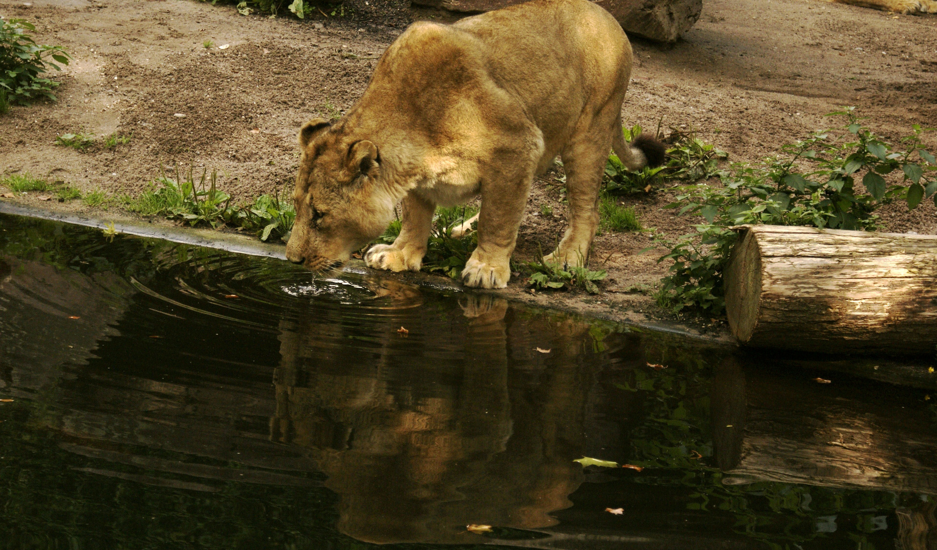 Asiatischer Löwe bei trinken