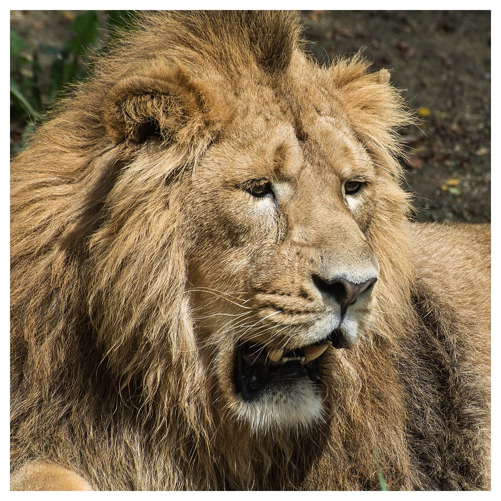 Asiatischer-Löwe Foto & Bild | natur, zoo, tiere Bilder auf fotocommunity