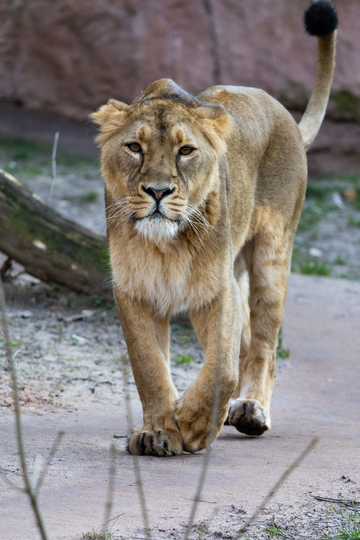 asiatischer Löwe