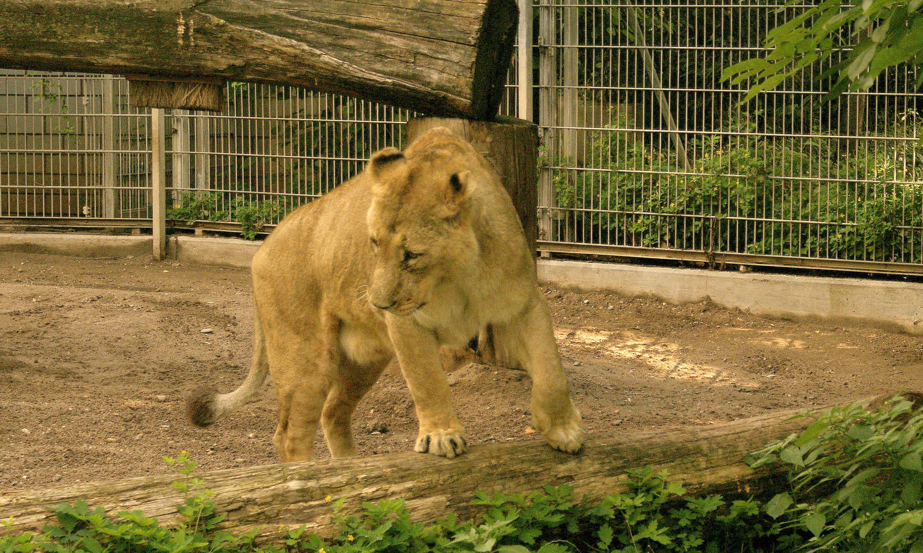 Asiatischer Löwe