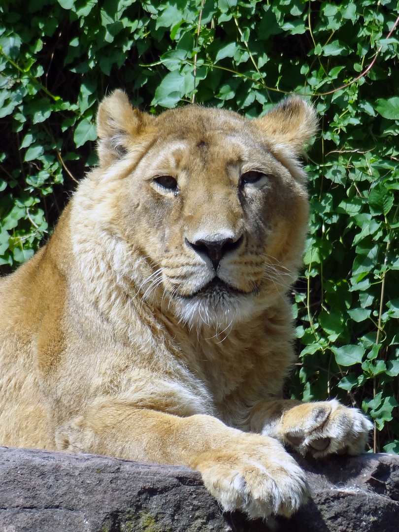 asiatischer Löwe im Zoo Heidelberg