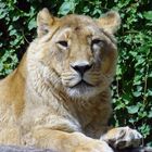 asiatischer Löwe im Zoo Heidelberg