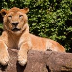 Asiatischer Löwe im Zoo von Heidelberg