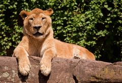 Asiatischer Löwe im Zoo von Heidelberg