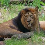 Asiatischer Löwe "Panthera leo persica"