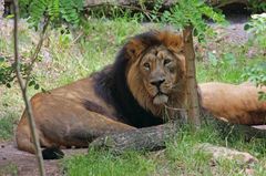 Asiatischer Löwe "Panthera leo persica"