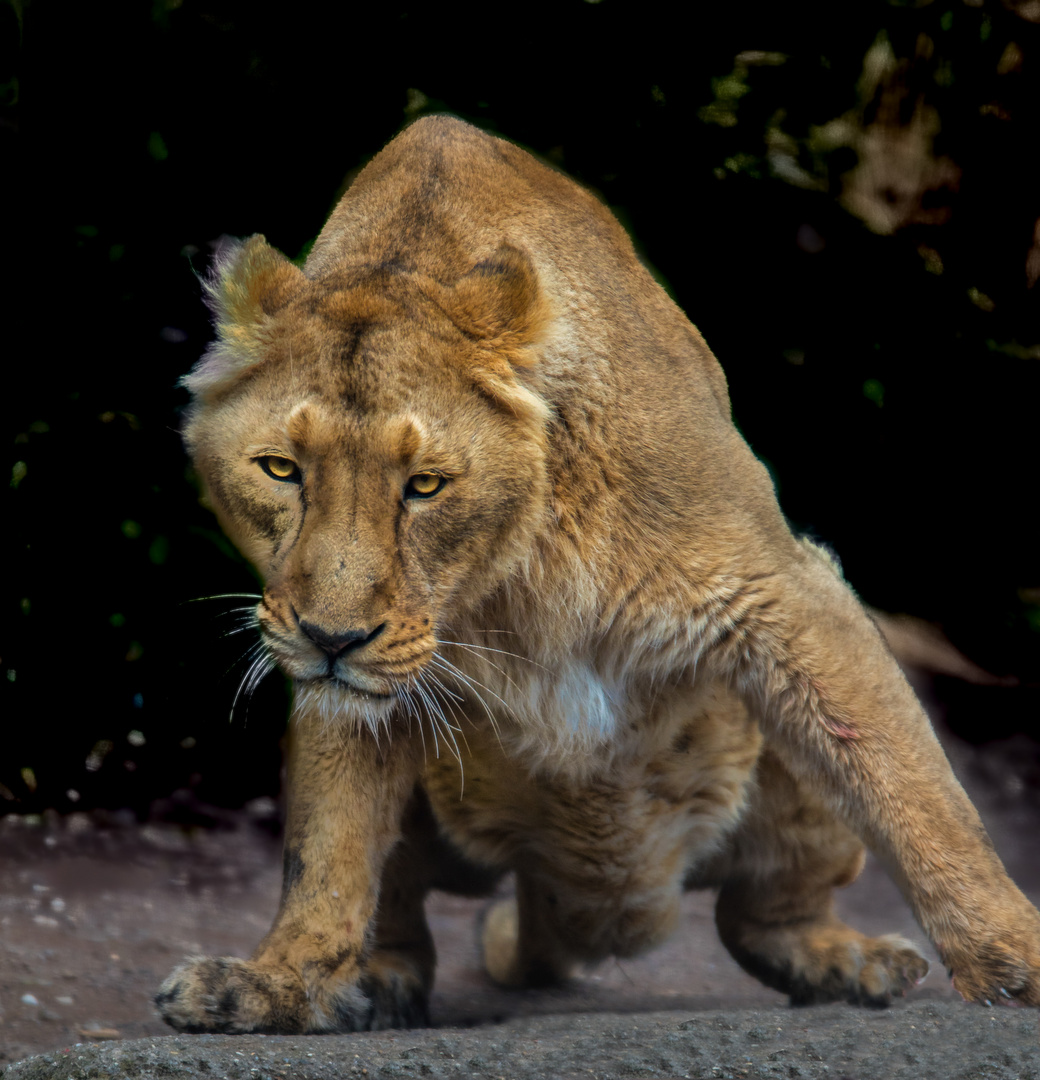 asiatischer Löwe schaut auf das Fressen