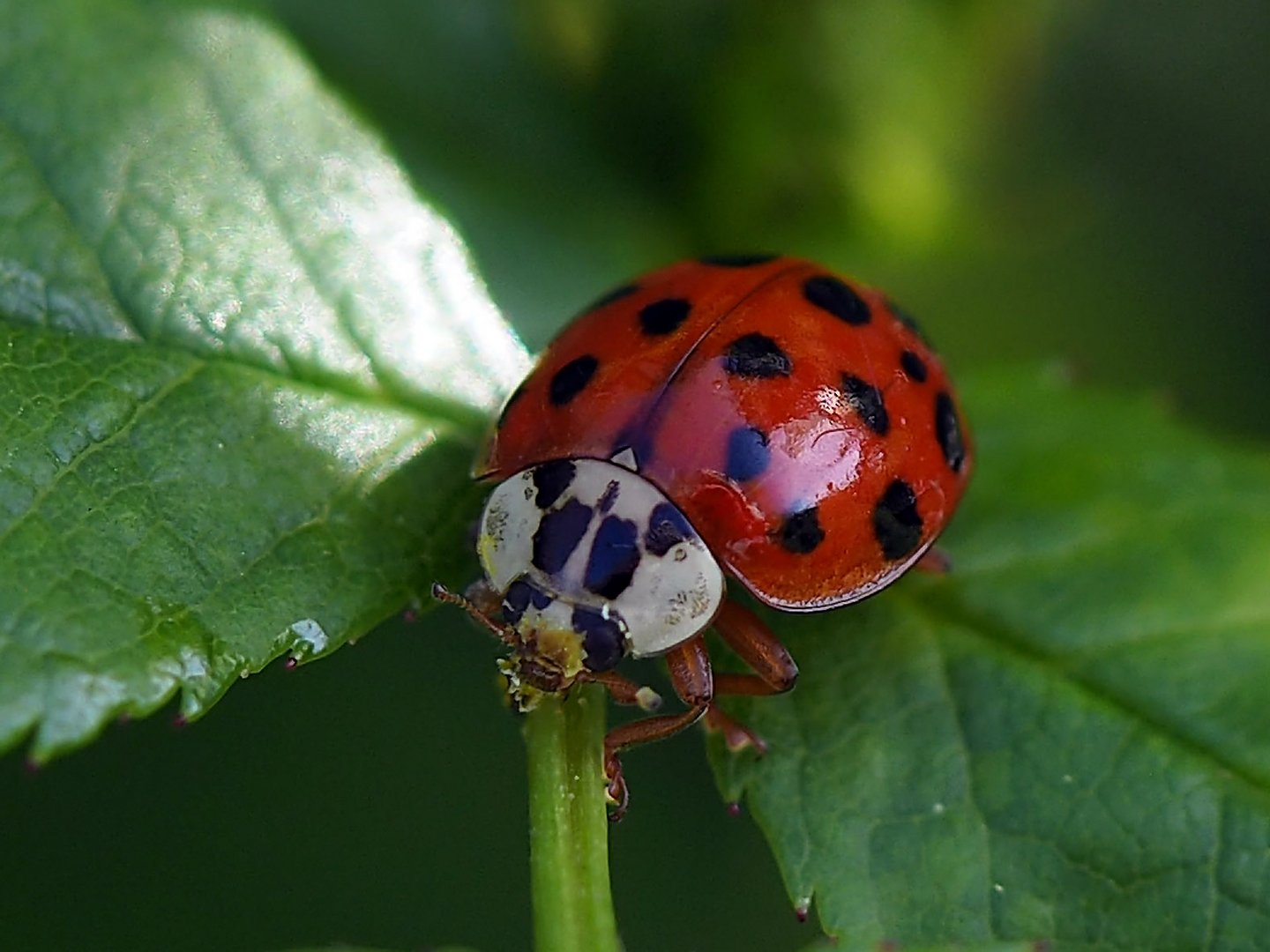 Asiatischer Marienkäfer