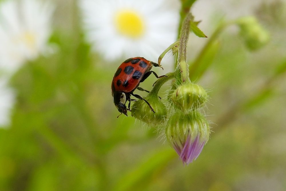 Asiatischer Marienkäfer