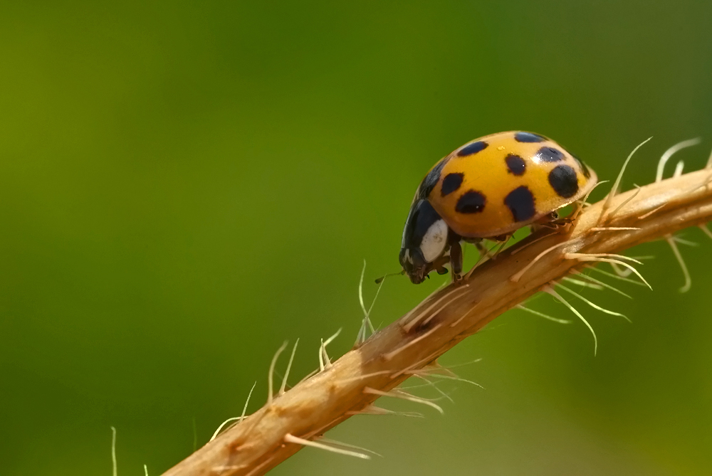 Asiatischer Marienkäfer