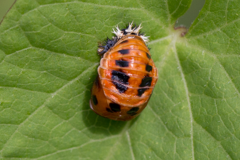 Asiatischer Marienkäfer