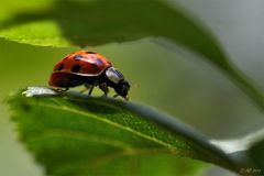 Asiatischer Marienkäfer