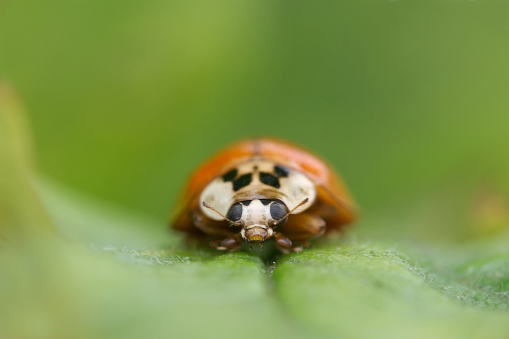 Asiatischer Marienkäfer