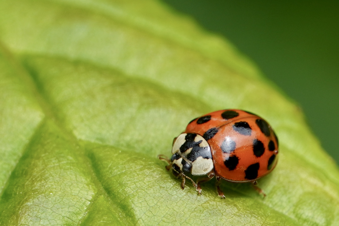 Asiatischer Marienkäfer