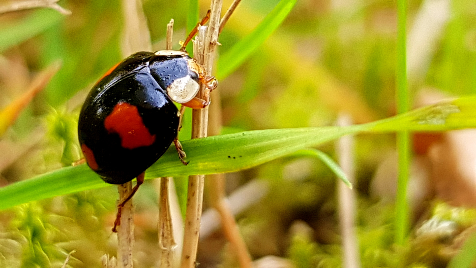 Asiatischer Marienkäfer 