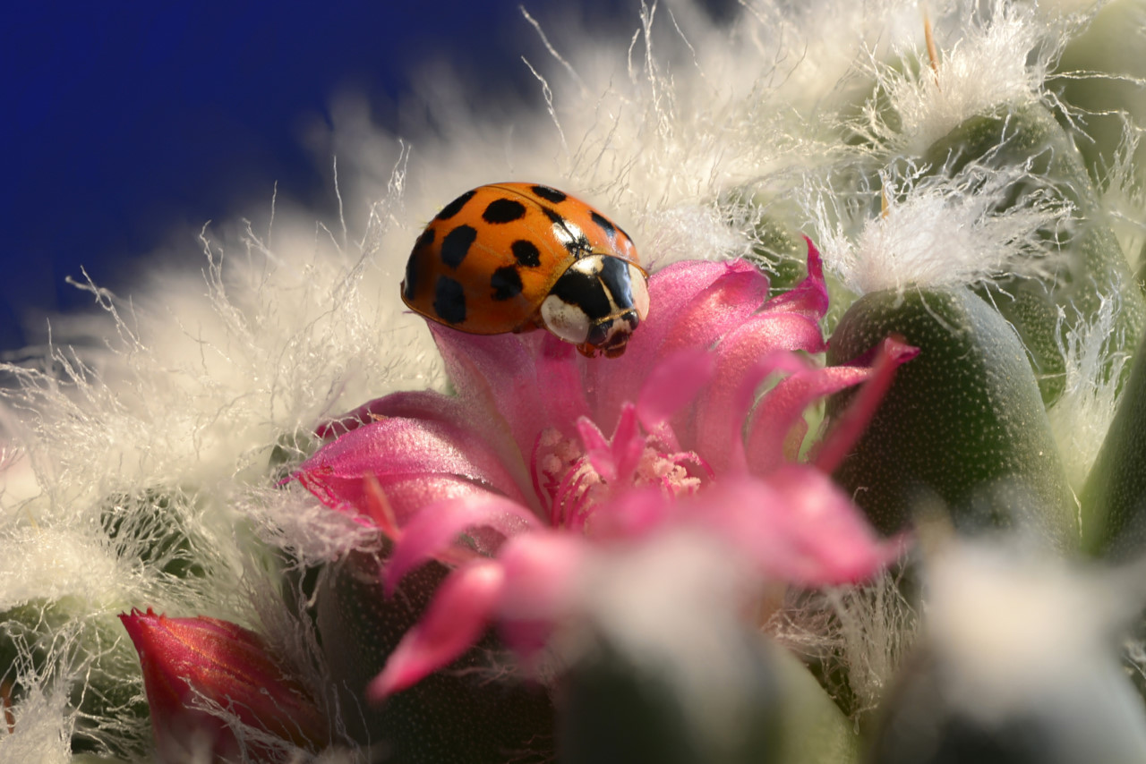 Asiatischer Marienkäfer auf Kaktusblüte