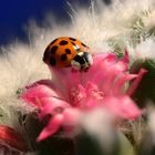 Asiatischer Marienkäfer auf Kaktusblüte