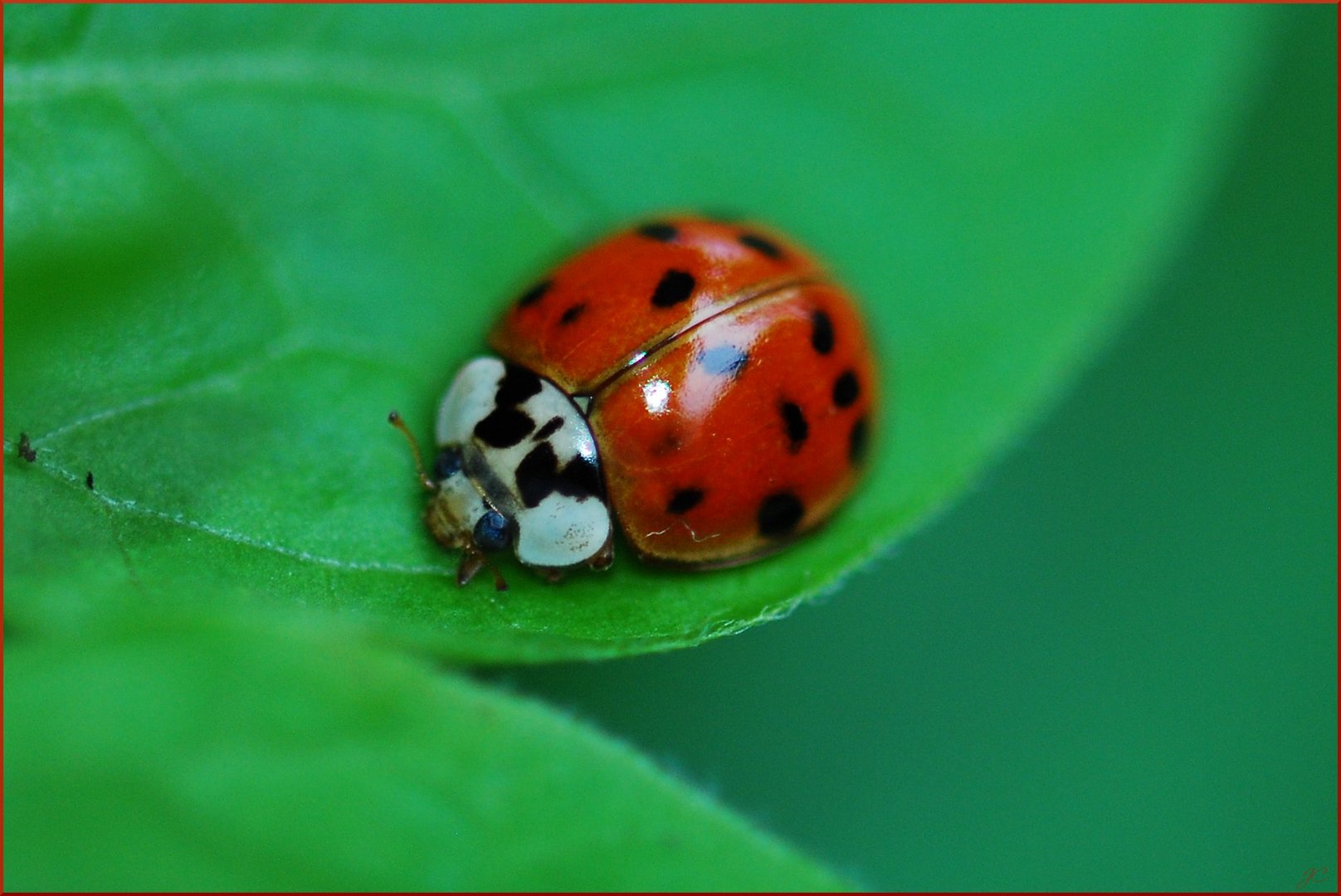 Asiatischer Marienkäfer